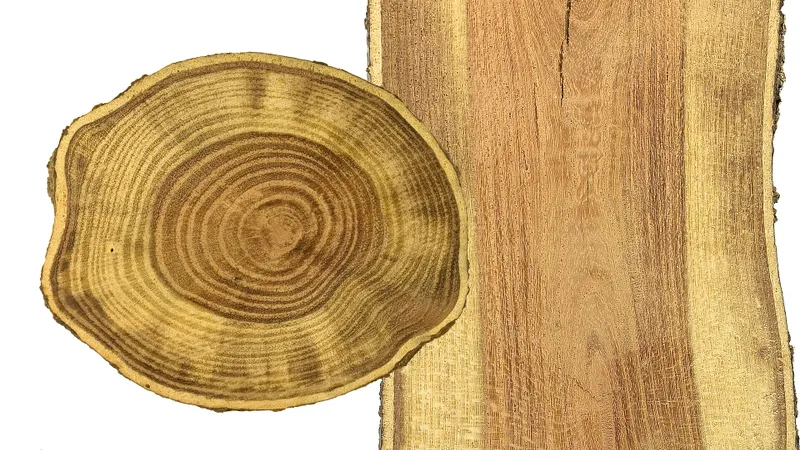 Honey locust grain