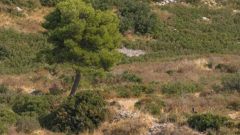 Aleppo Pine tree
