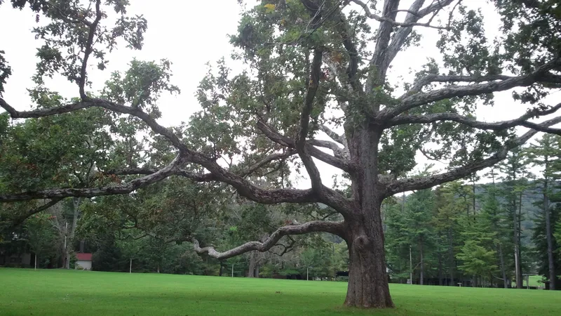 White Oak tree