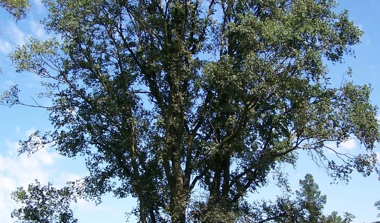 English Elm tree