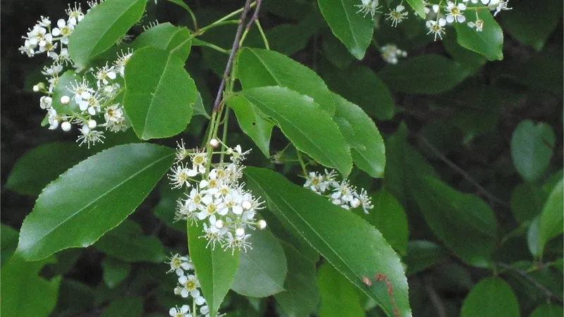 Black Cherry tree