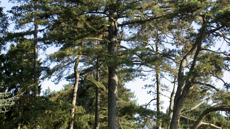 Black Pine tree