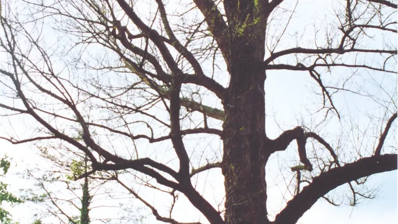 Black Poplar tree