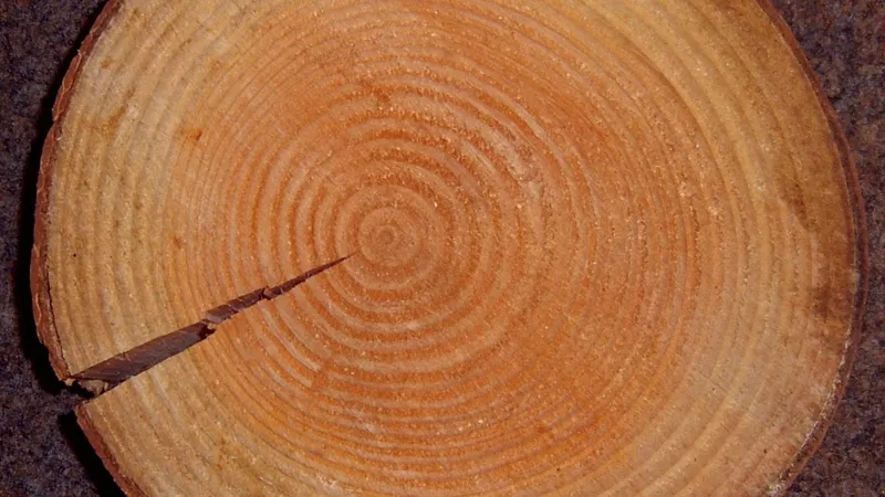 Douglas Fir grain