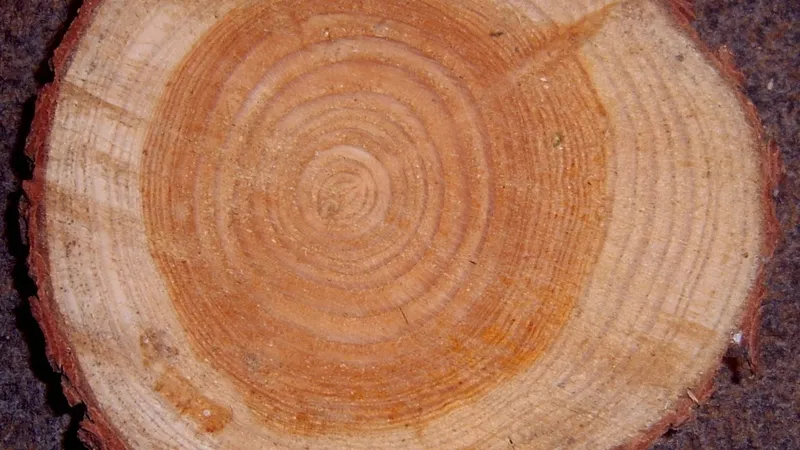 European Larch grain