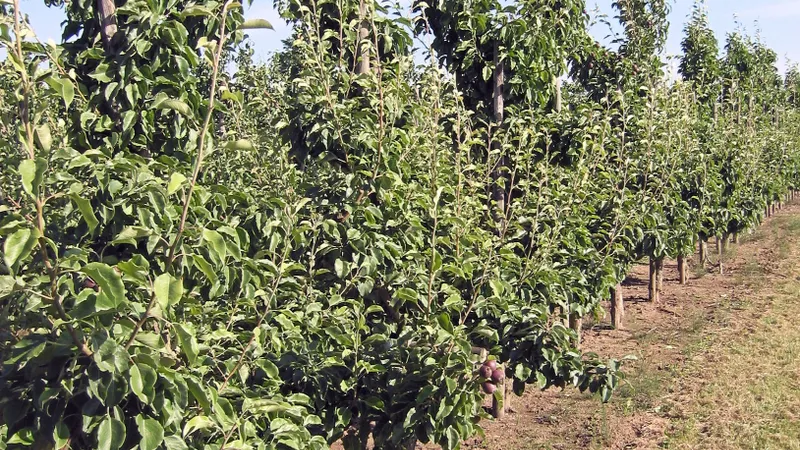 European Pear tree