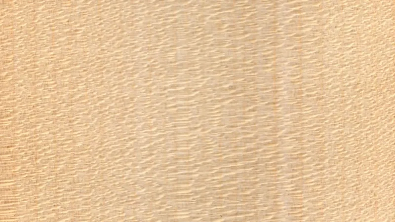 Sycamore Maple grain