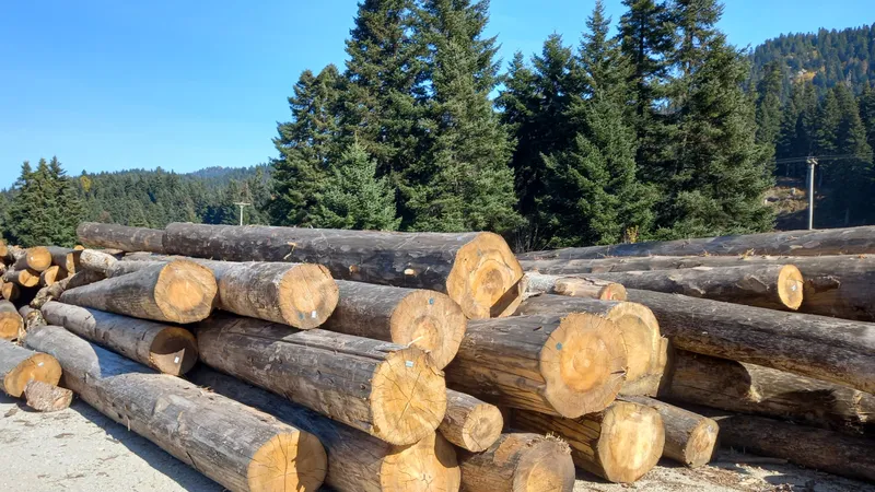 Greek Fir grain
