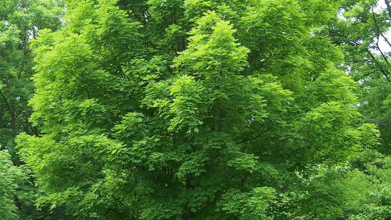Hard Maple tree