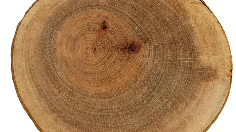 London Plane grain