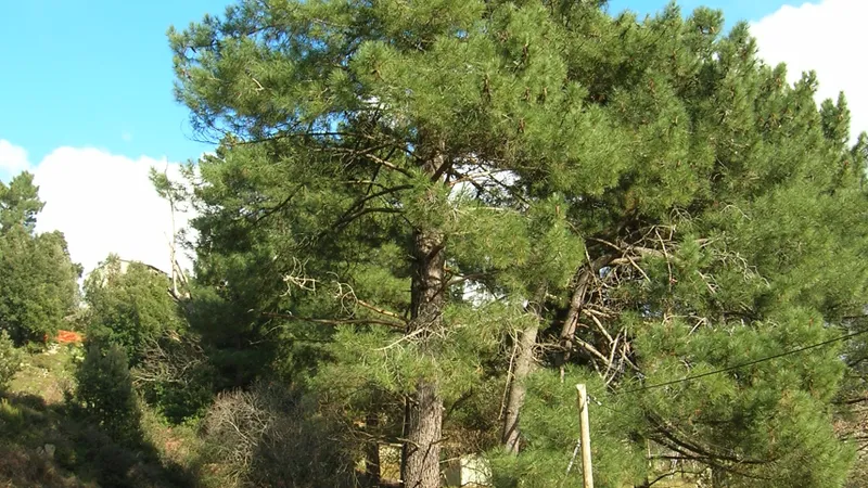 Maritime Pine tree
