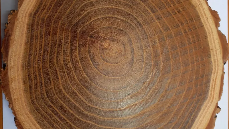 Black Locust / Robinia grain