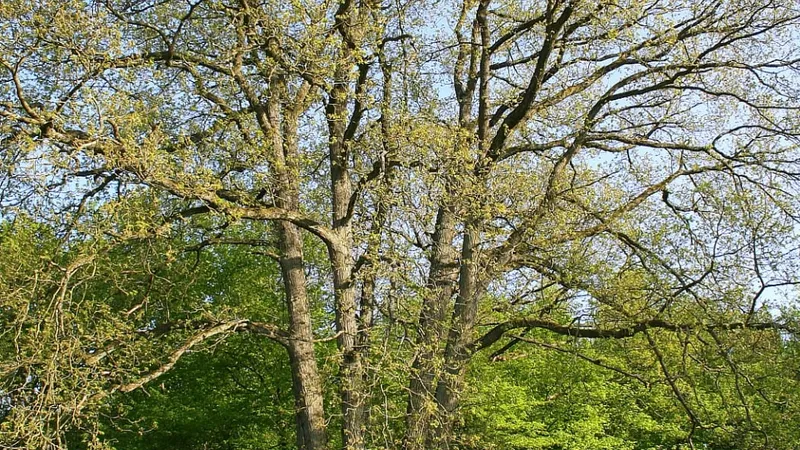 Sessile Oak tree