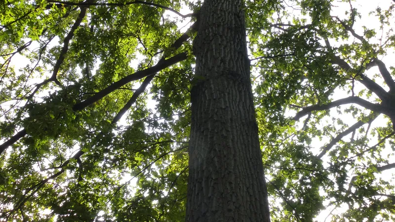 Turkey Oak tree
