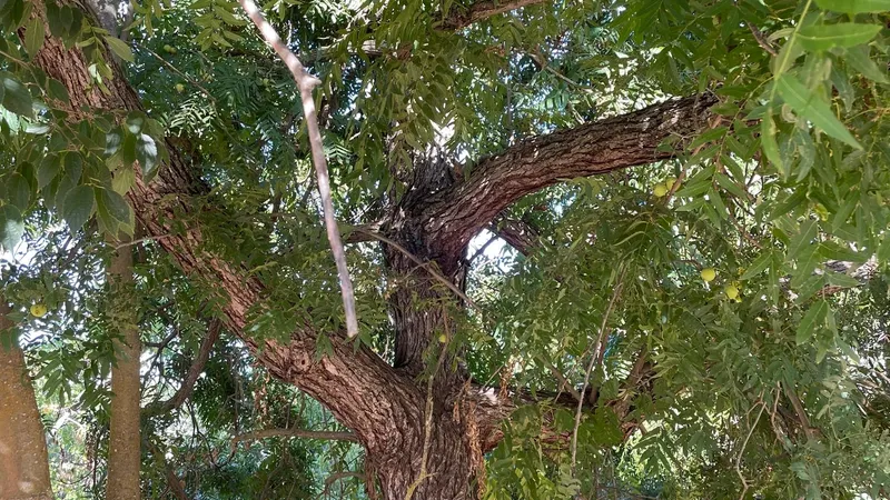 Claro Walnut tree